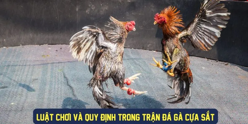 Luật chơi và quy định trong đá gà cựa sắt