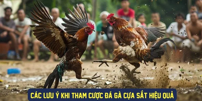 Những lưu ý khi trải nghiệm đá gà cựa sắt