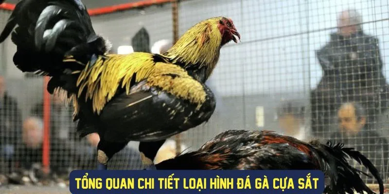 Tìm hiểu về đá gà cựa sắt là gì