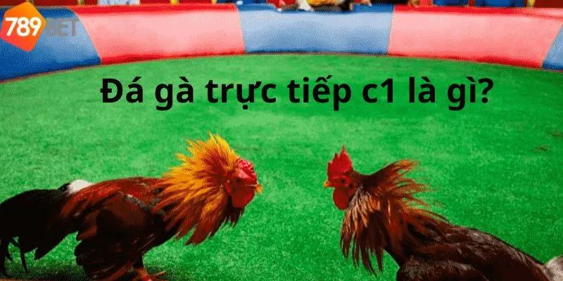 Đá gà trực tiếp C1 là gì?