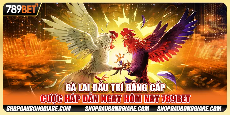 Gà Lai Đấu Trí Đẳng Cấp - Cược Hấp Dẫn Ngay Hôm Nay 789BET