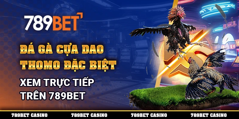 Đá gà cựa dao Thomo đặc biệt, xem trực tiếp trên 789BET